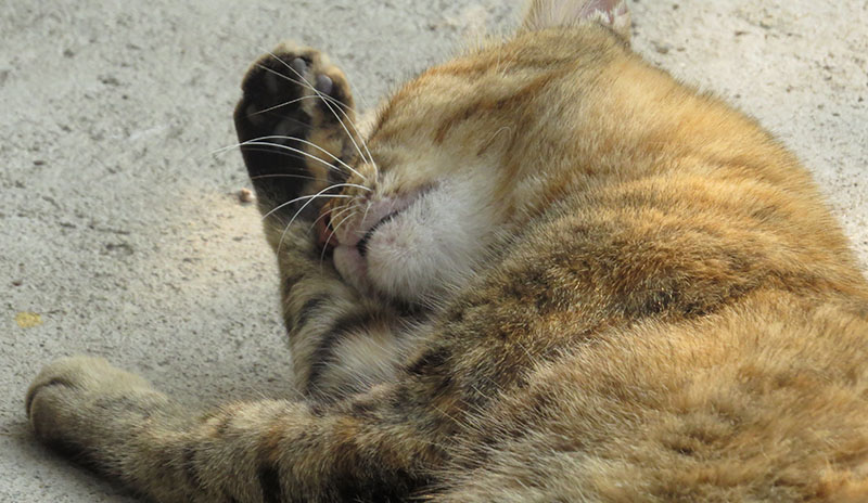 A brown cat rubbing it self on its fur