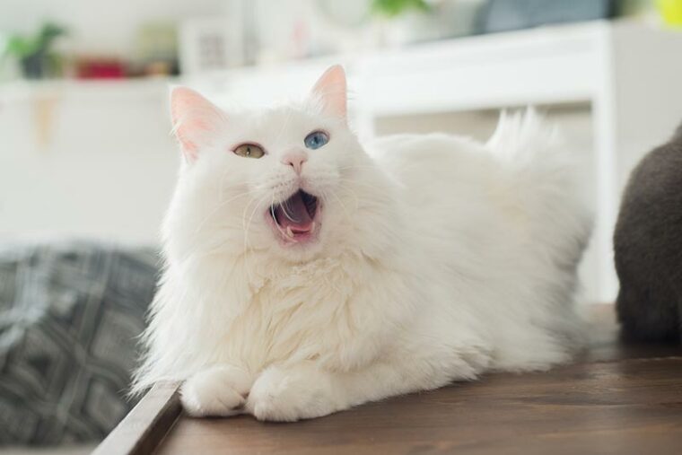 white fluffy cat with multicolored eyes sitting and meows