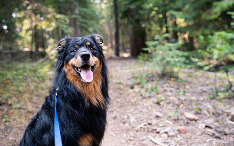 Black and brown Australian Shepherd dog on leash on the Pacific Crest hiking trail near Ashland