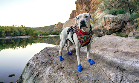 Cool Whip the dog on a pet-friendly hike in her blue booties and colorful bandana