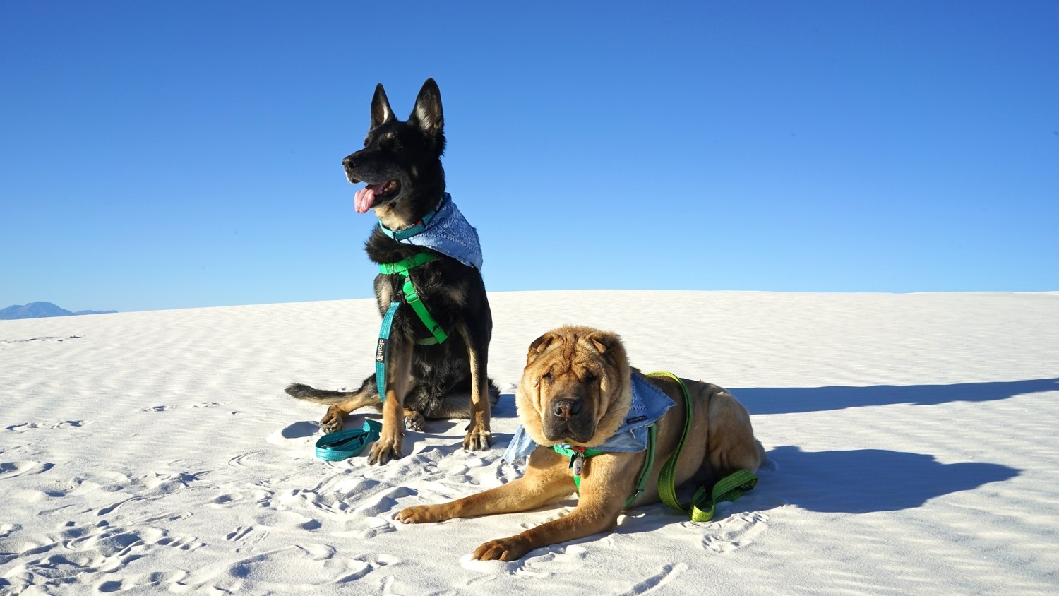 New Mexico's Top Pet Friendly Attraction: White Sands National Monument | GoPetFriendly.com