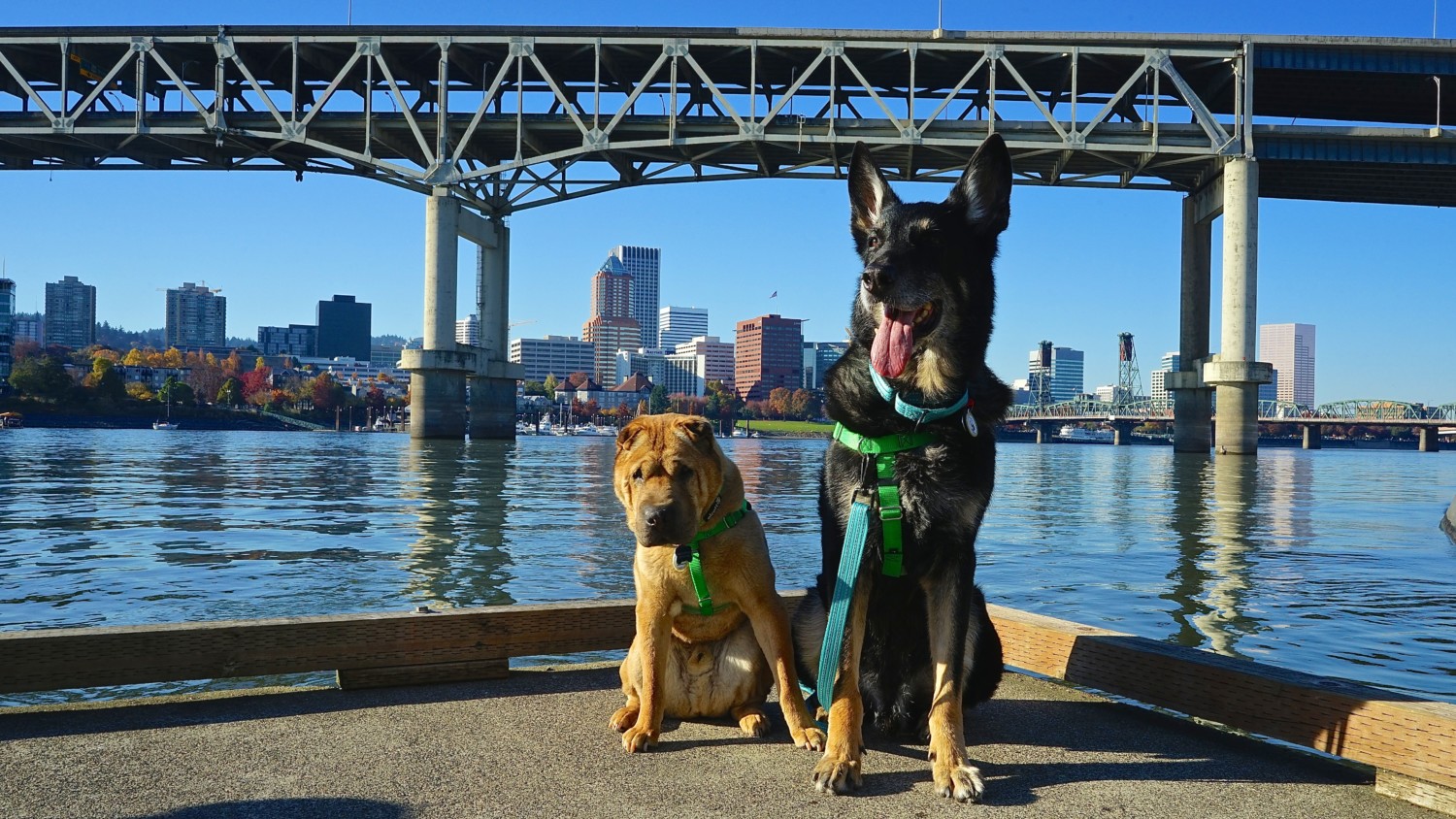 Oregon's Top Pet Friendly Attraction: Portland's Parks | GoPetFriendly.com