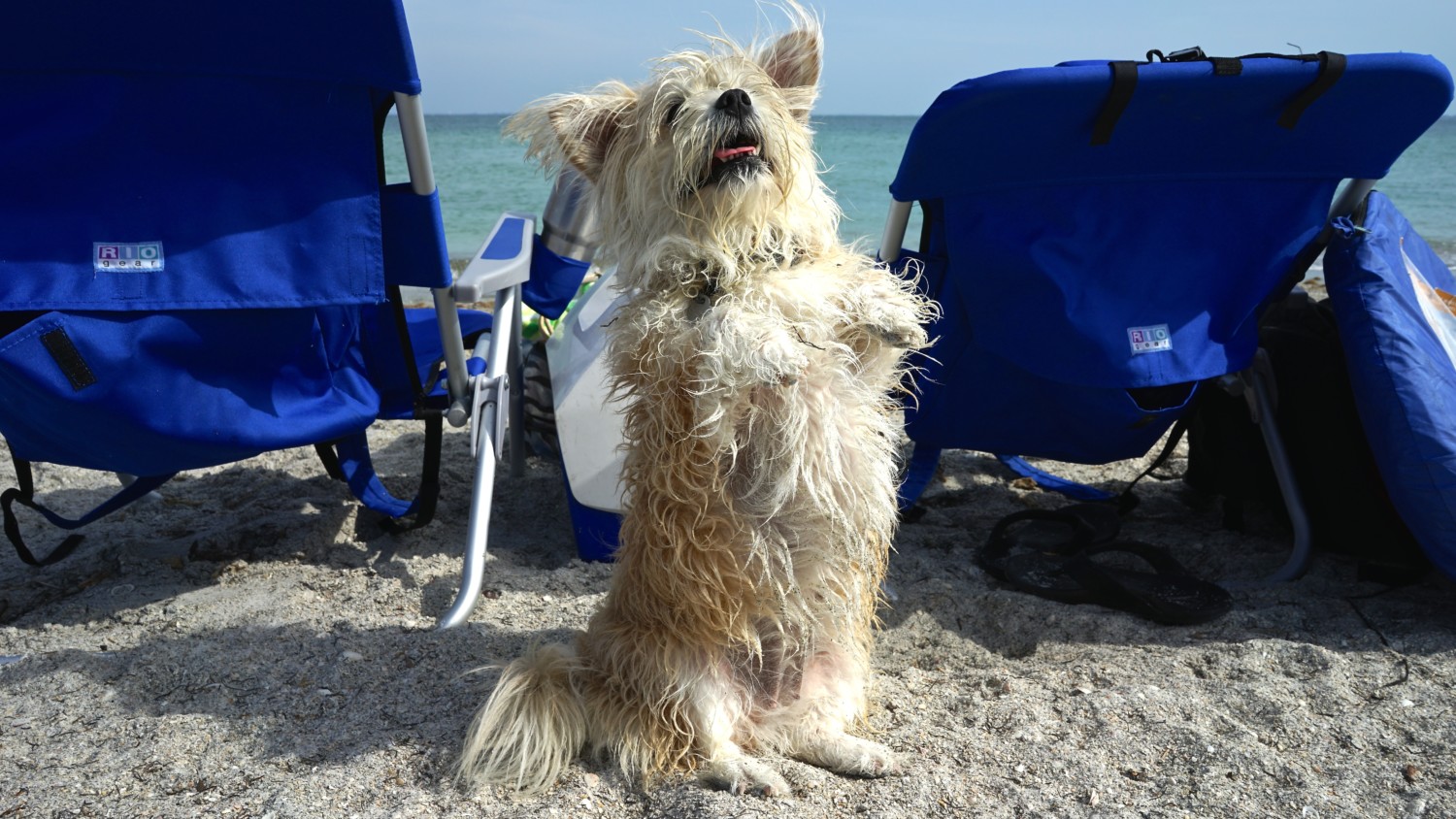 Florida's Top Pet Friendly Attraction: Fort De Soto Park and Dog Beach | GoPetFriendly.com