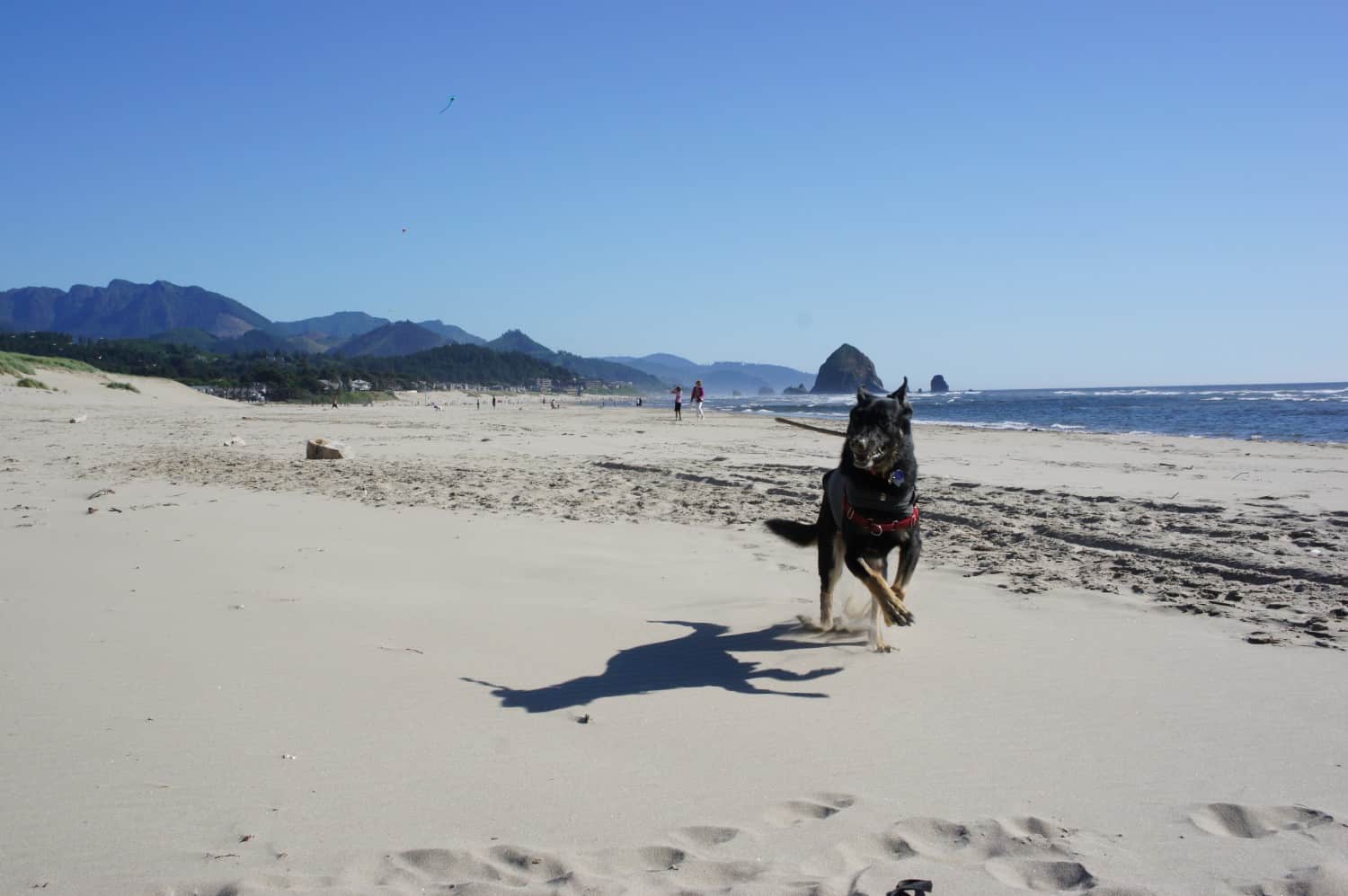 Black German Shepherd dog running on the dog friendly beach at Cannon Beach, OR