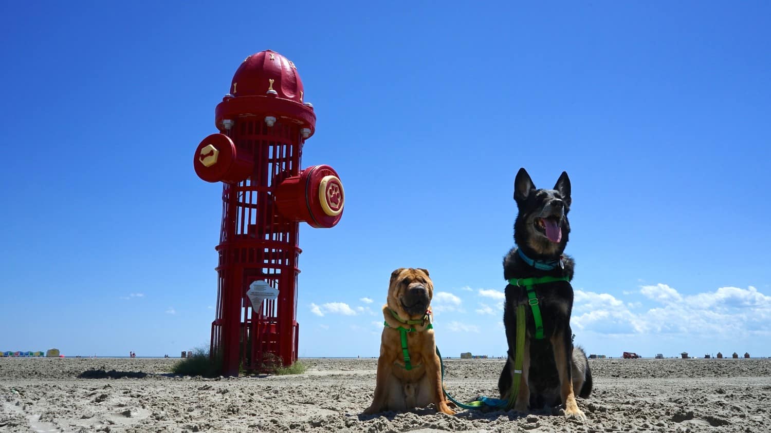 New Jersey's Top Pet Friendly Attraction: Wildwood Dog Beach | GoPetFriendly.com