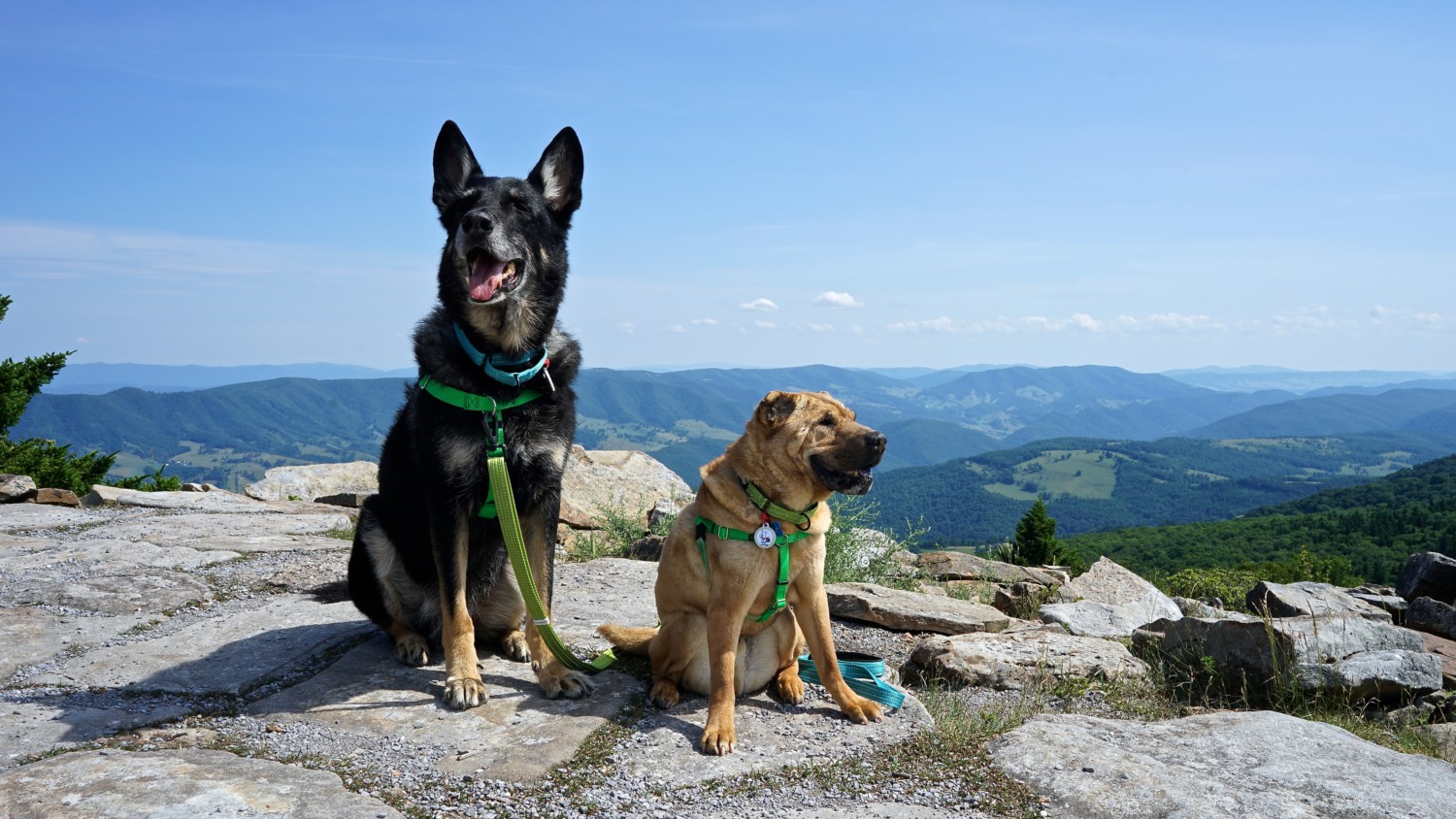 West Virginia's Top Pet Friendly Attraction: The Monongahela National Forest | GoPetFriendly.com