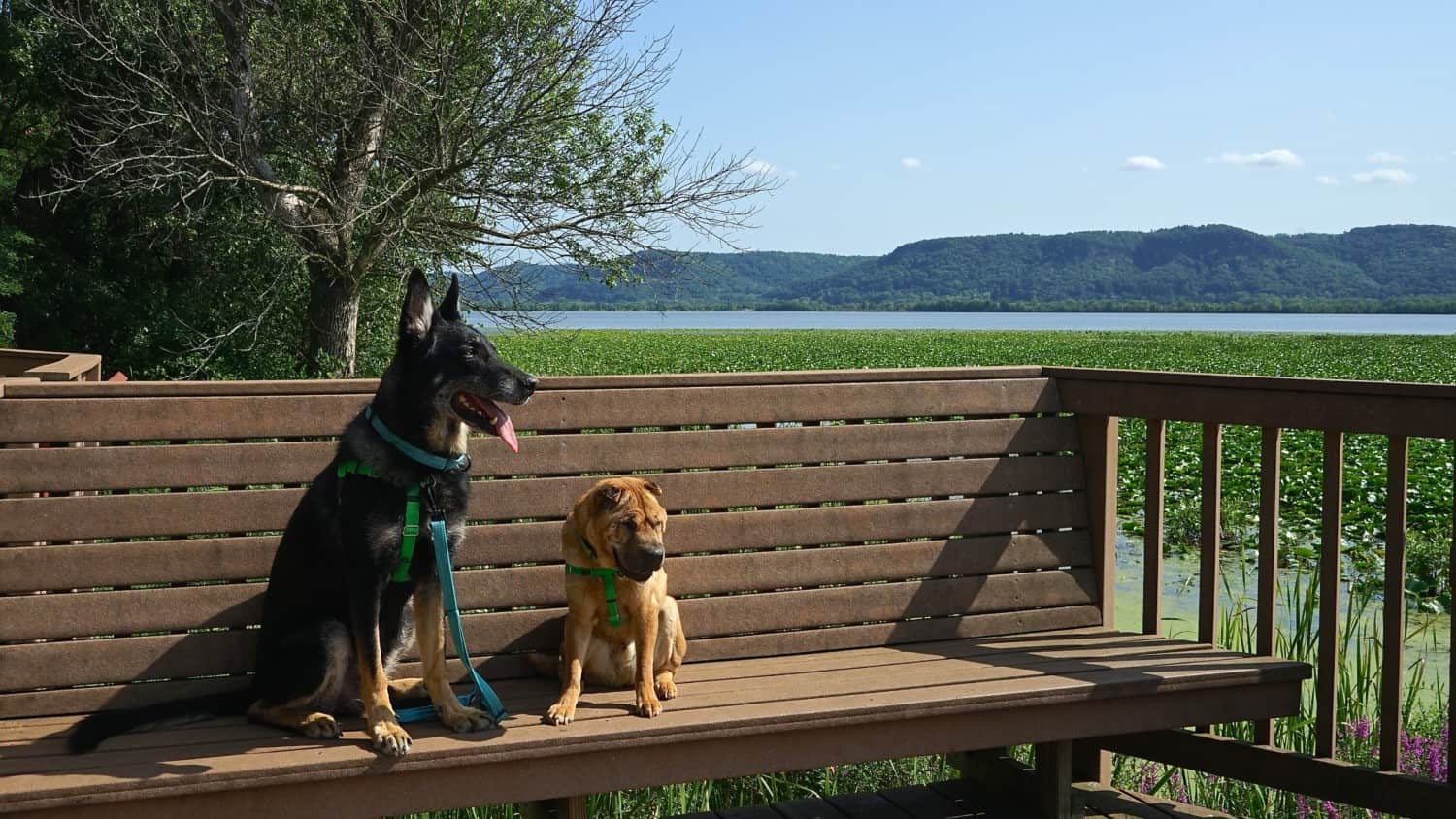 Wisconsin's Top Pet Friendly Attraction: Trempealeau National Wildlife Refuge | GoPetFriendly.com