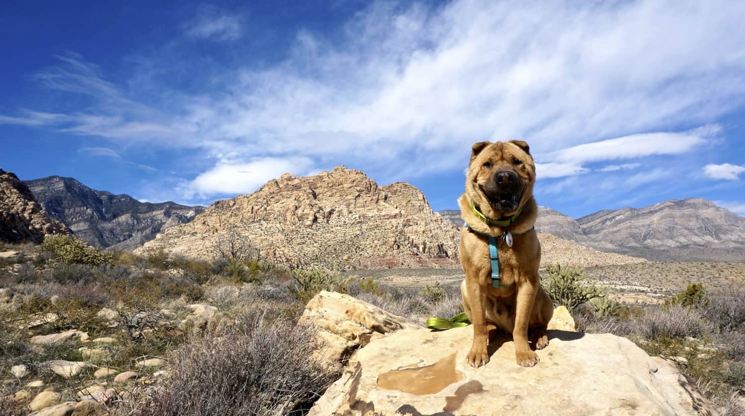 Nevada's Top Pet Friendly Attraction: Red Rock Canyon | GoPetFriendly.com