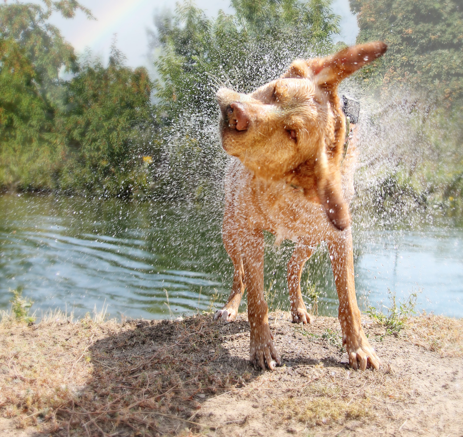 Dog shaking off water on a dog friendly beach in the Outer Banks, NC