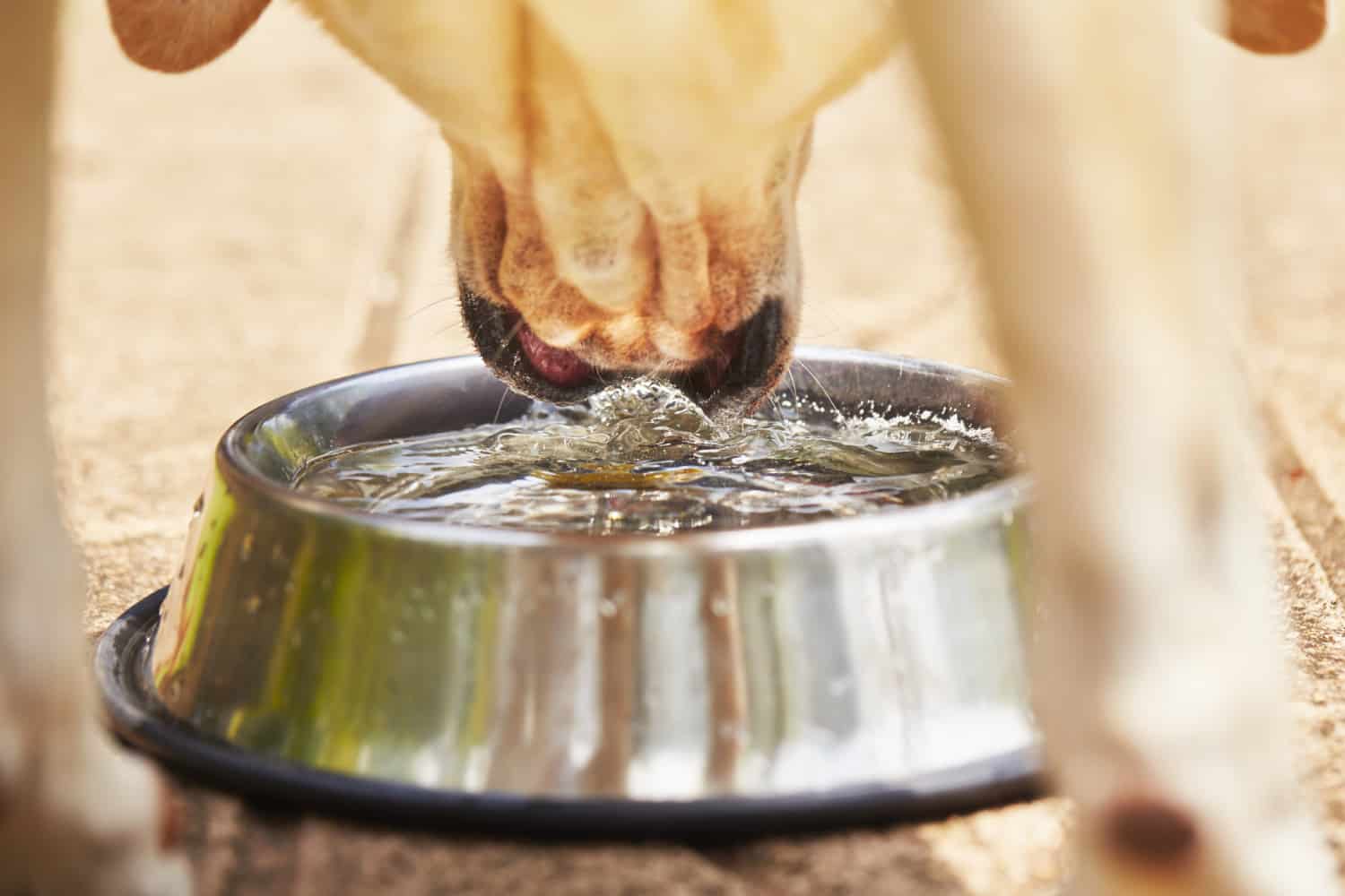 Dog drinking from water bowl