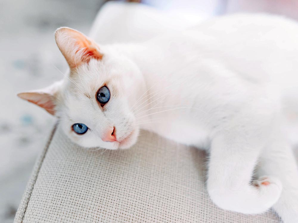 White cat breed with blue eyes - domestic shorthair lying on sofa