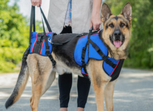 German Shepherd combo harness for leg support