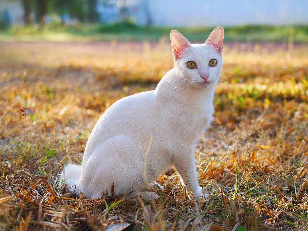 White Japanese Bobtail in a field of grass