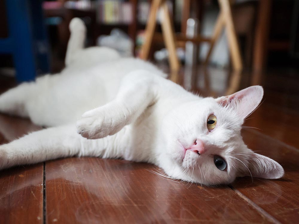 Rare Khao Manee white cat breed with heterochromia