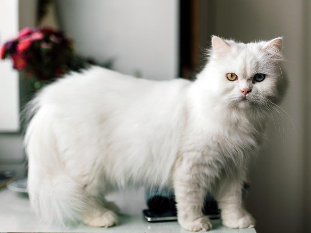 White Persian cat breed standing on counter