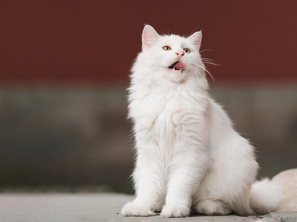 White Ragamuffin cat breed on standing on cement outside