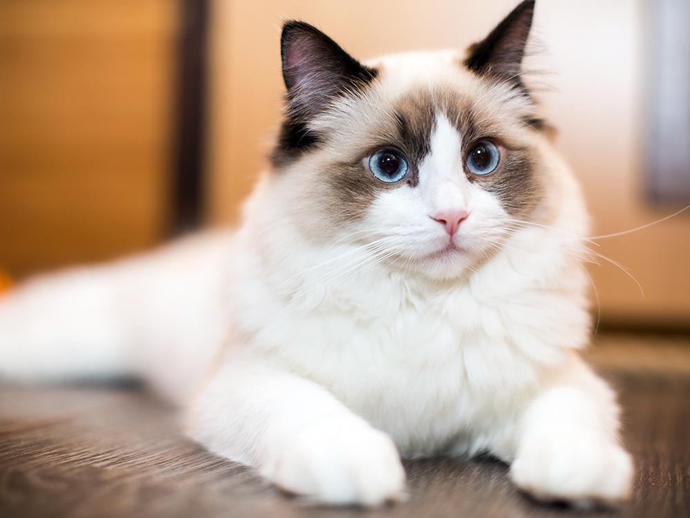 White Ragdoll cat breed with brown point on wood floor