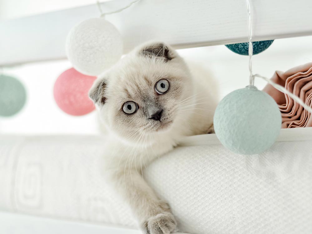 Light grey / white Scottish Fold cat breed playing with balls