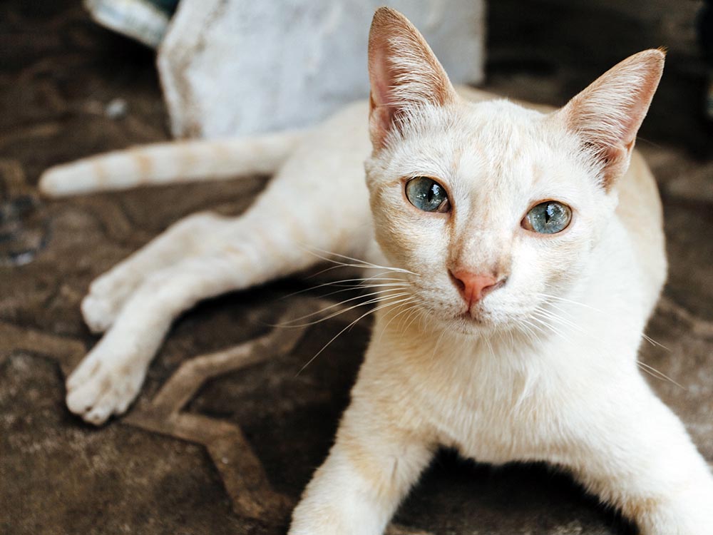 White Siamese cat breed with orange accents