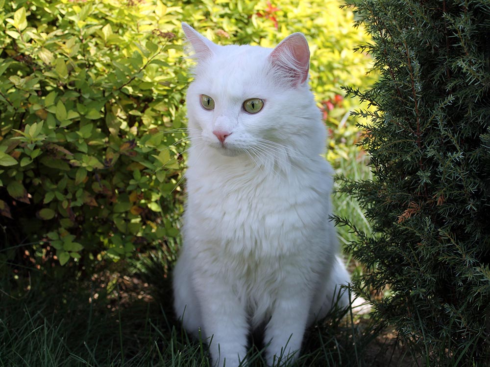 White Siberian cat breed in between bushes