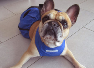 Drag Bag for paralyzed dog