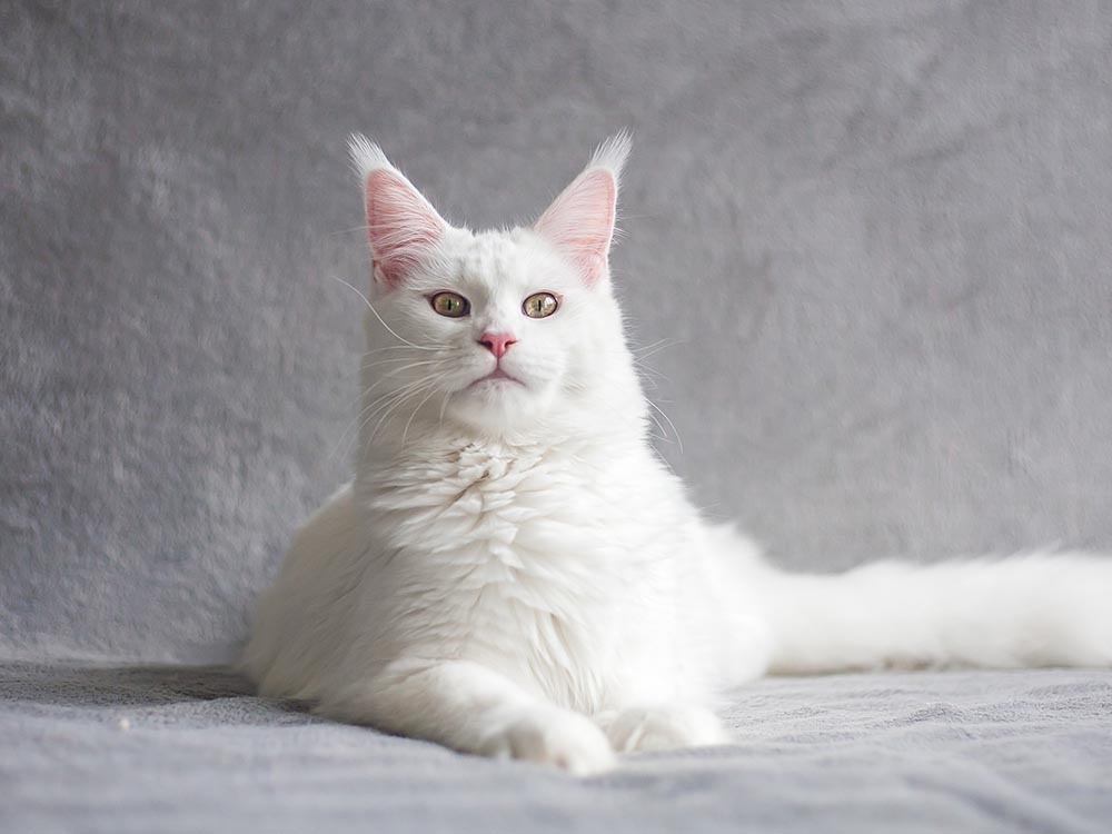 Turkish Angora cat breed on gray background