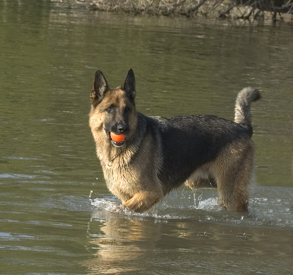 WaterDog-german shepherd