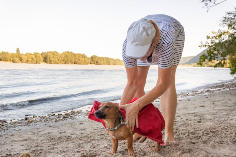 Woman drying her small mixed breed dog at the river beach with a towel.