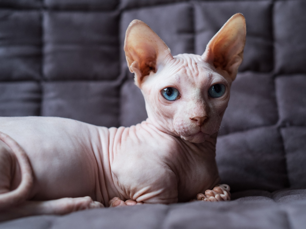 Tiny dwarf Bambino cat breed