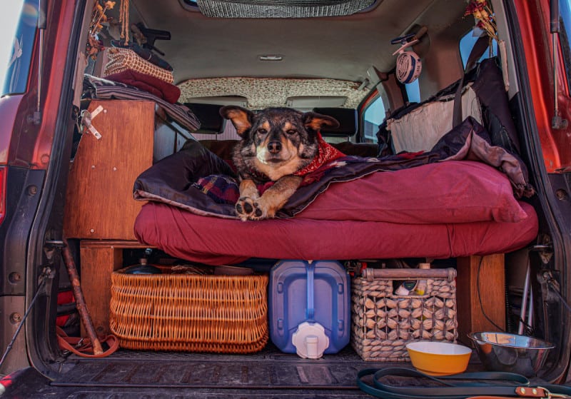 an example of a car camping set up with a dog