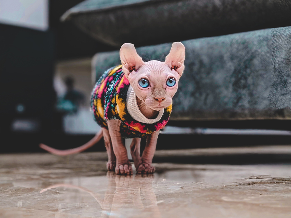 small Elf cat wearing a colorful sweater