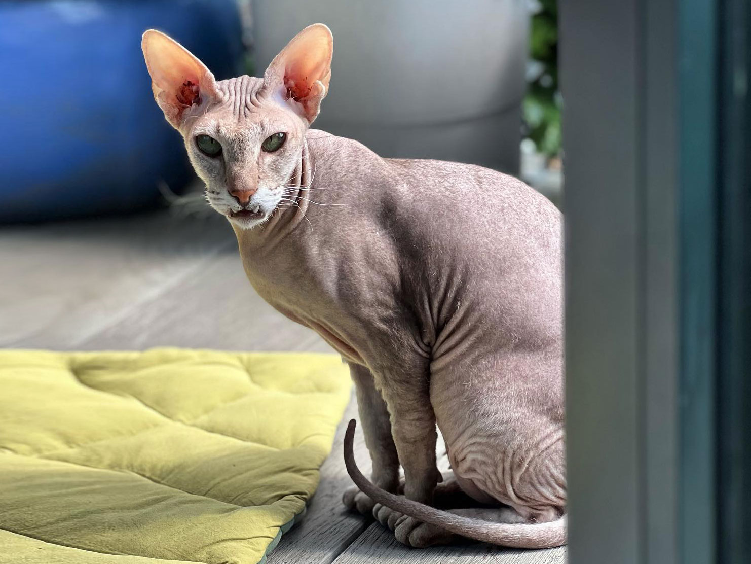 recused Peterbald naked cat