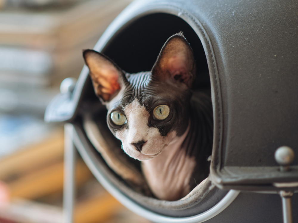 Sphynxiebob cat hiding in house