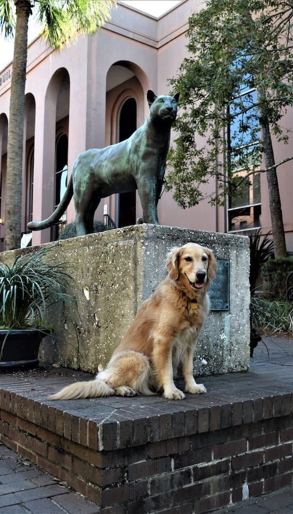 Honey the golden retriever poses with the cat on the College of Charleston campus.