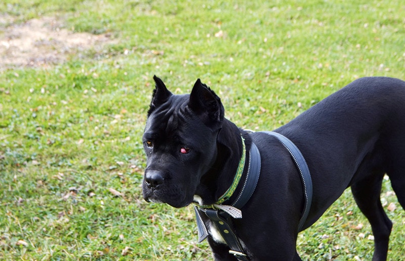 Cherry Eye in Cane Corsos