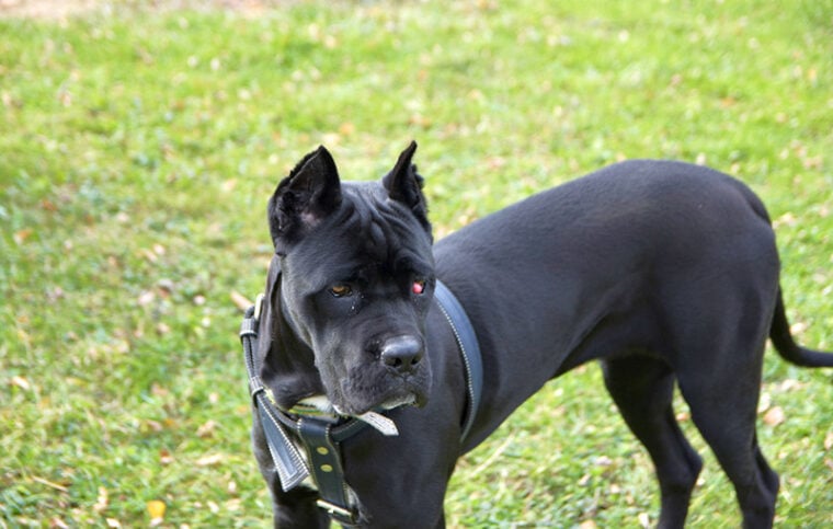 Close up image of young Cane Corse female dog standing with cherry eye problem