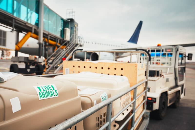 Live Animals sticker on a plastic kennel on the tarmac at an airport