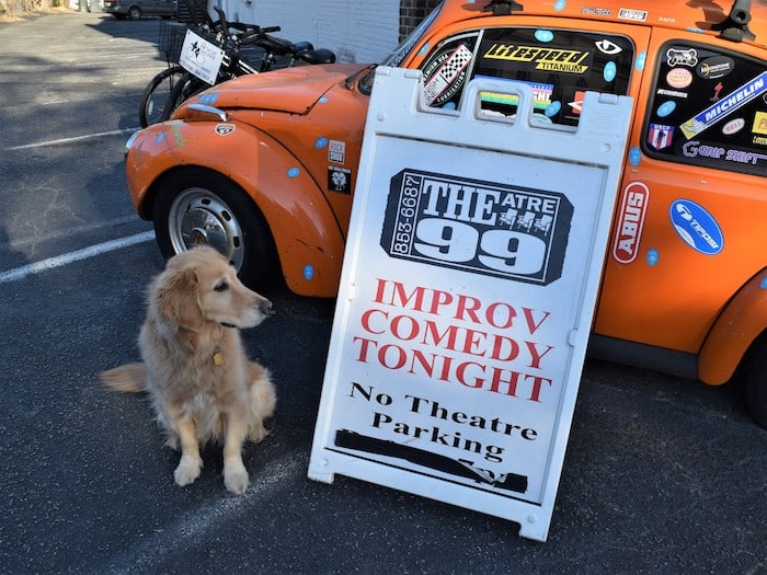 Honey the golden retriever wonders if she should try her paw at improv.