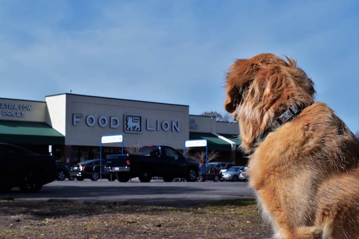 Honey the golden retriever waits outside the grocery store in Charleston.