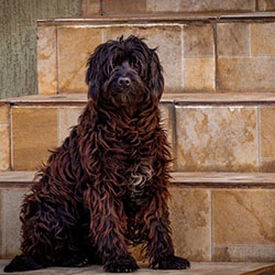 large dog sits on the stairs