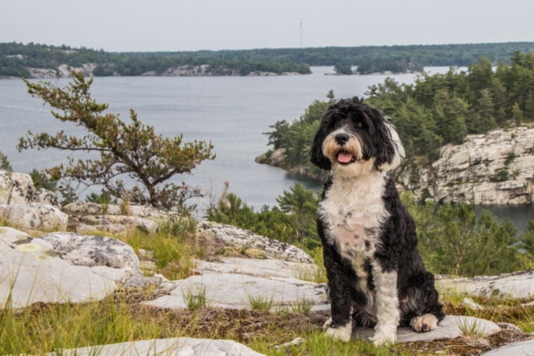 portuguese water dog near lake