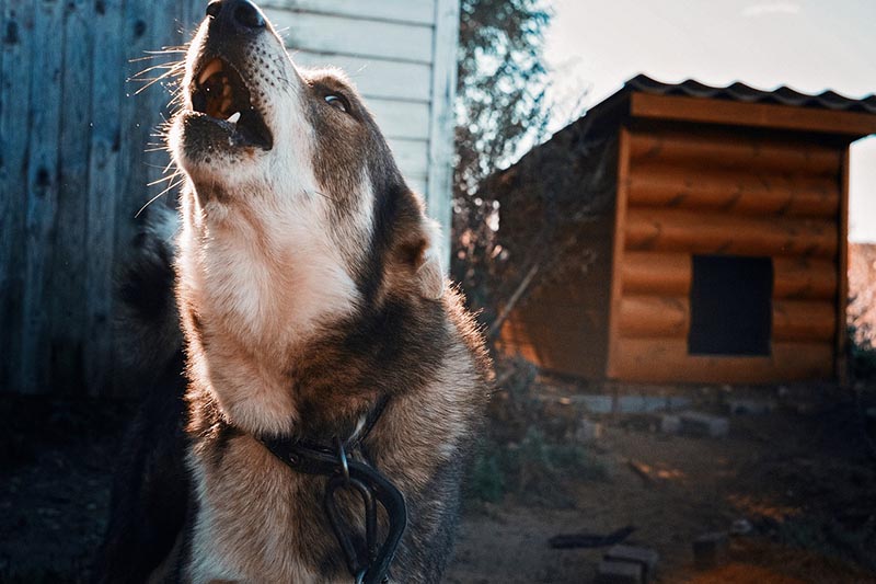 Angry dog on a chain