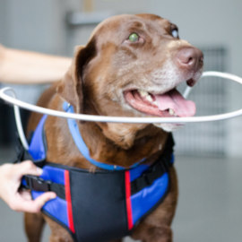 blind dog halo for large dogs