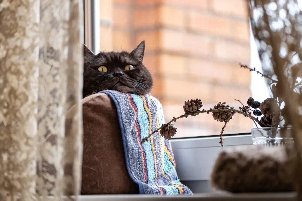 Indoor vs Outside Cats: Professionals and Cons - worldpetinfo.com