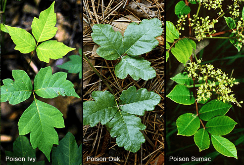 Poisonous plants to avoid when hiking.