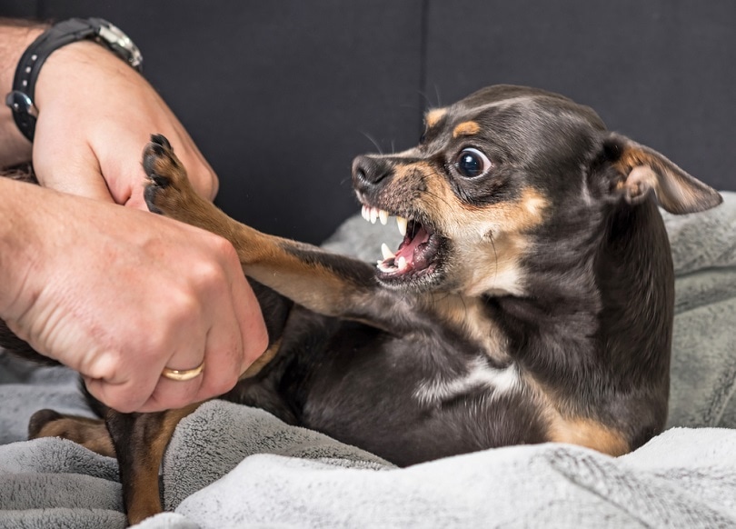 Small dog aggression bite