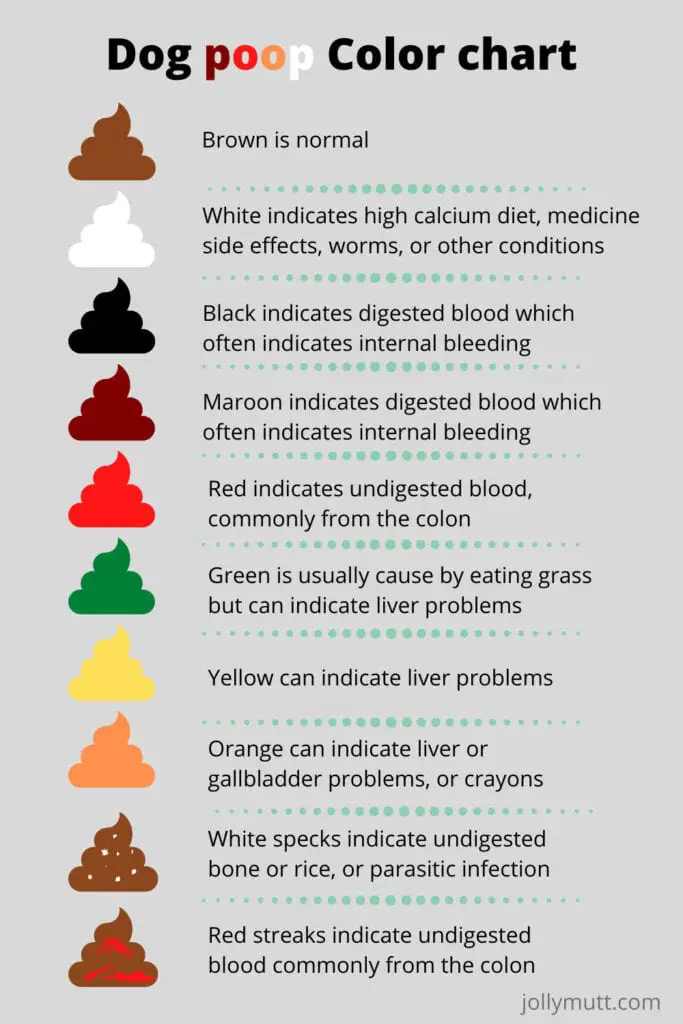 White specks in canine poop (2023)- JollyMutt - worldpetinfo.com