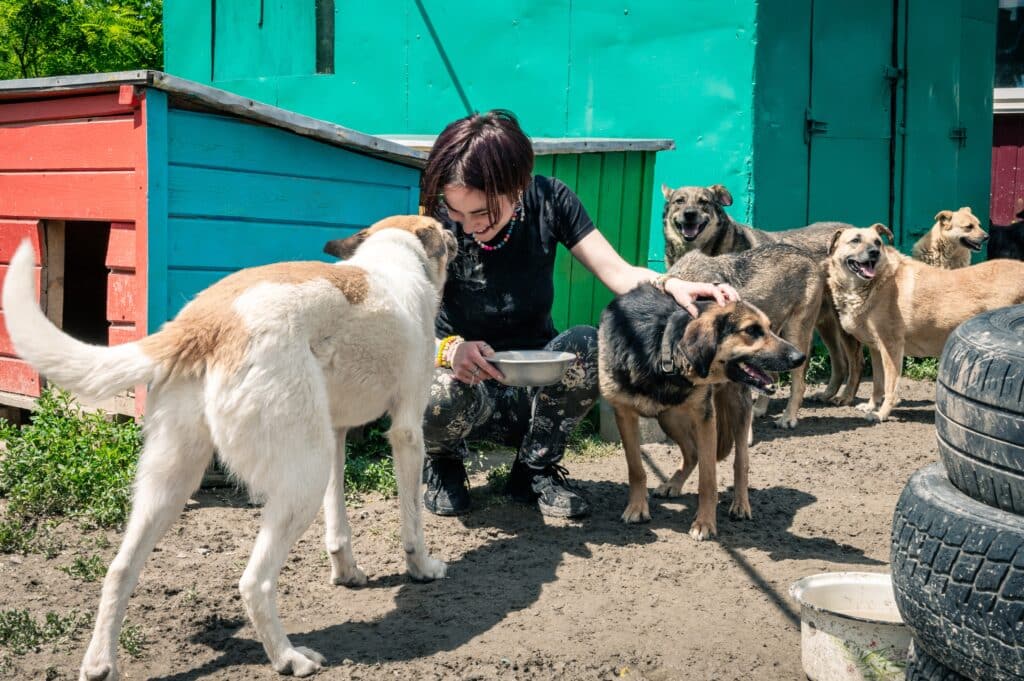 Animal Shelter Volunteer Feeding The Dogs