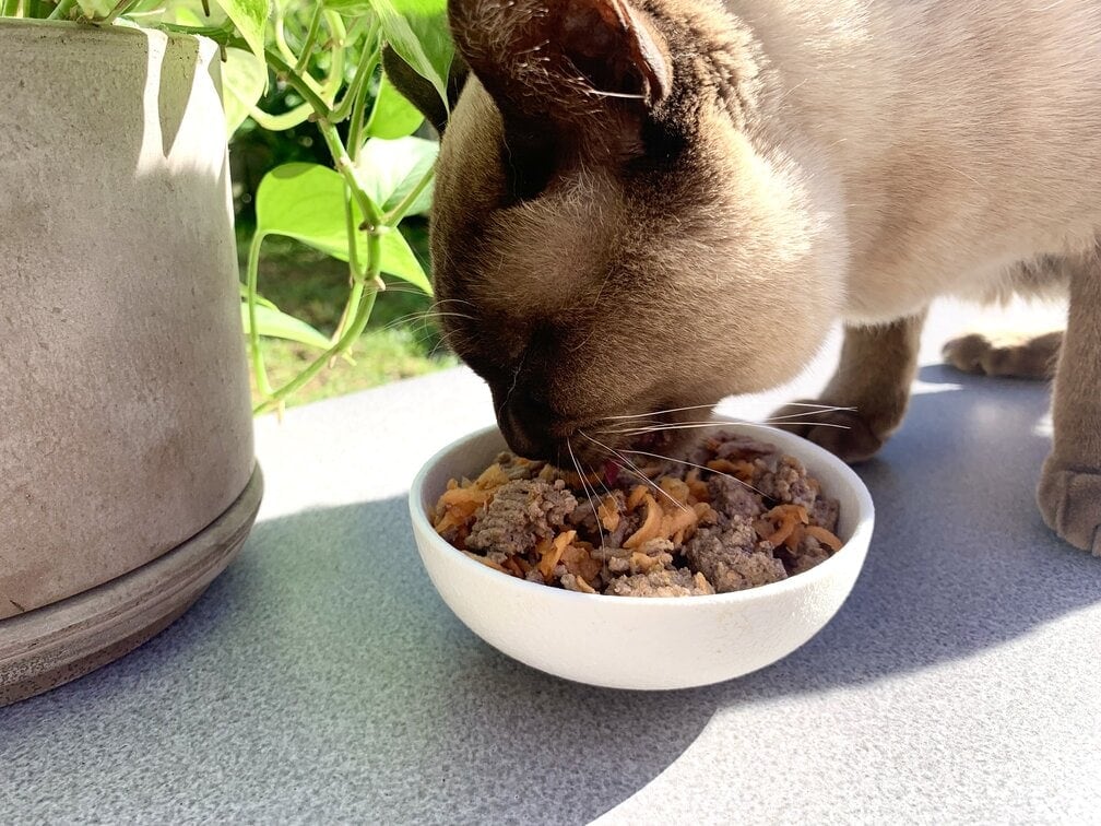 Burmese cat eating homemade vet approved cat food beef and carrot