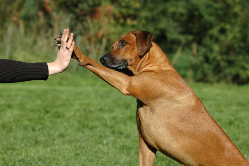 Dog giving woman a 